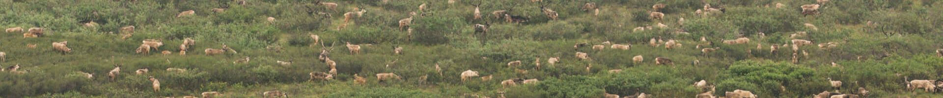 caribou calf in Alaska