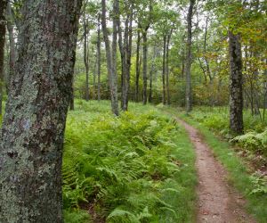 Cedar Bog Trail