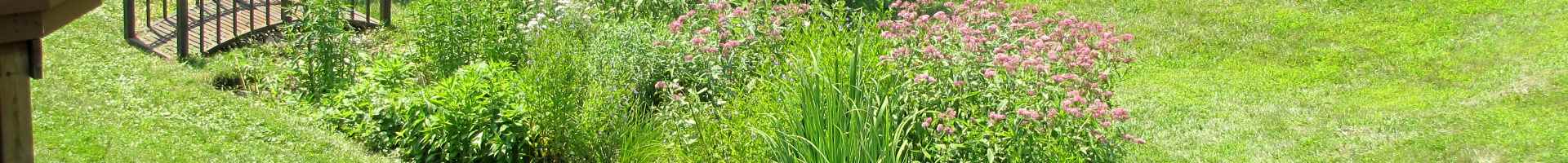 Rain Garden