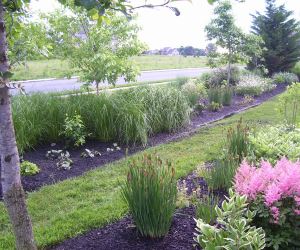 a small rain garden